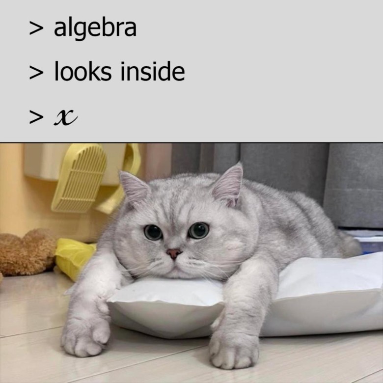 A meme showing a sequence of text: “> algebra,” “> looks inside,” “> 𝑥,” followed by a photo of a wide-eyed, anxious cat lying flat on a pillow, humorously portraying the dread students feel when solving for x in algebra.